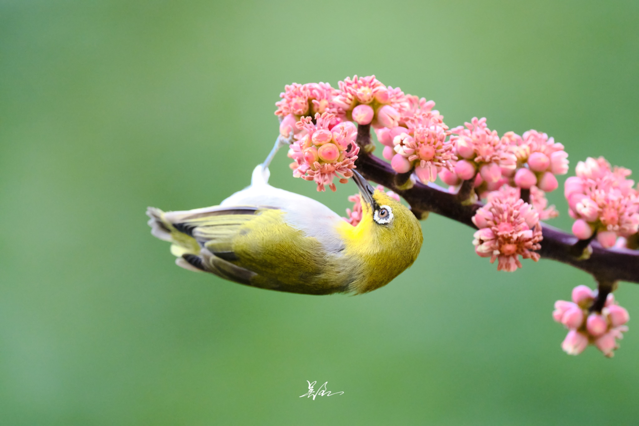 摄影眼官网www.sheyingyan.com