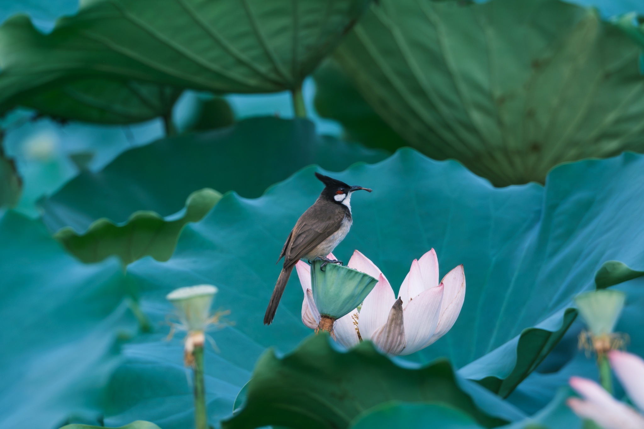 摄影眼官网www.sheyingyan.com